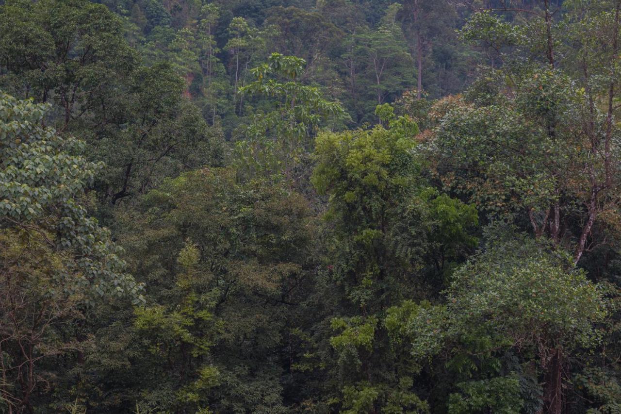 Tree Houses By Jungle River Ginigathena エクステリア 写真